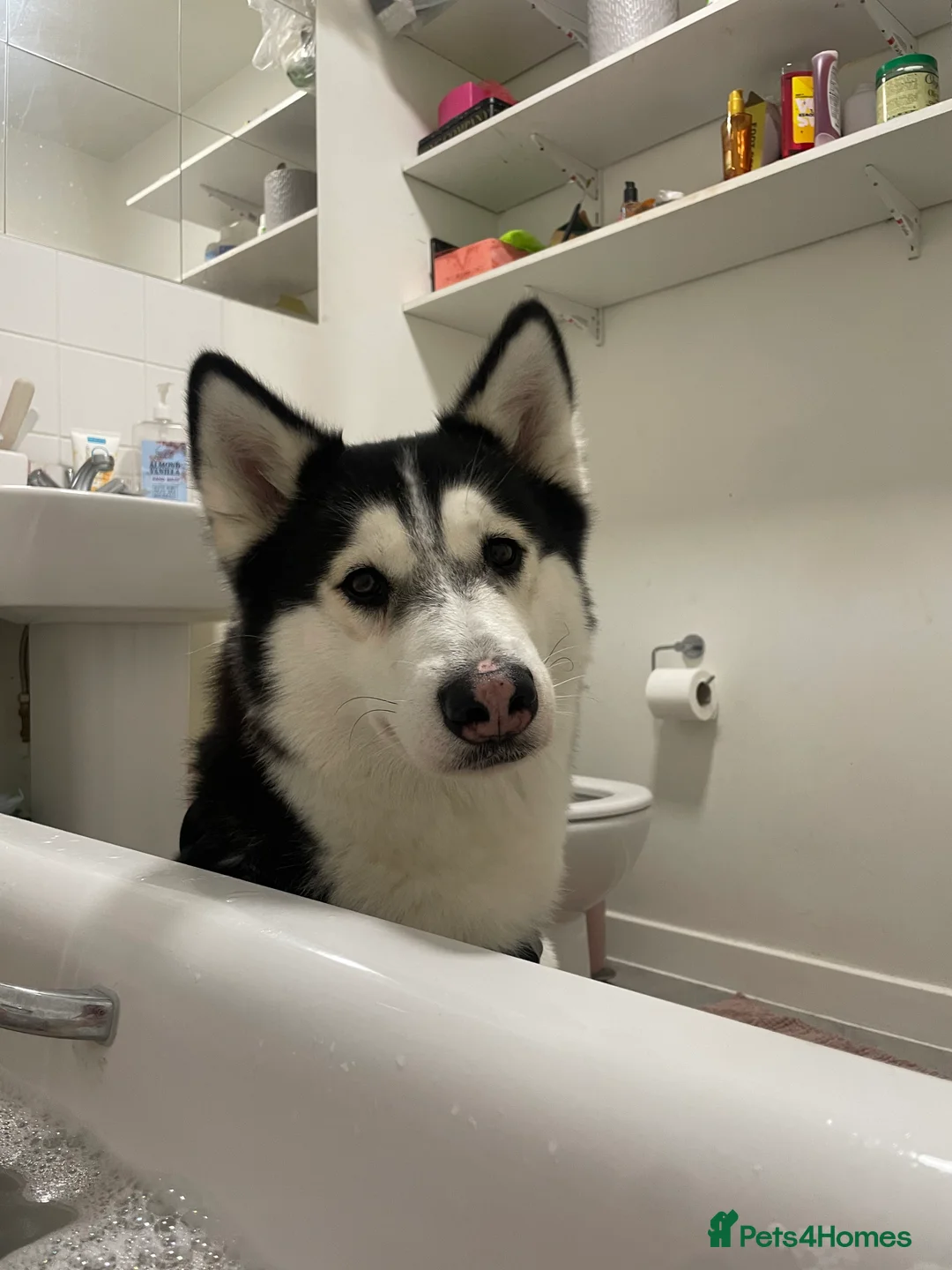 Siberian Husky dogs for sale: Beautiful Siberian Husky for Sale - Advert 4