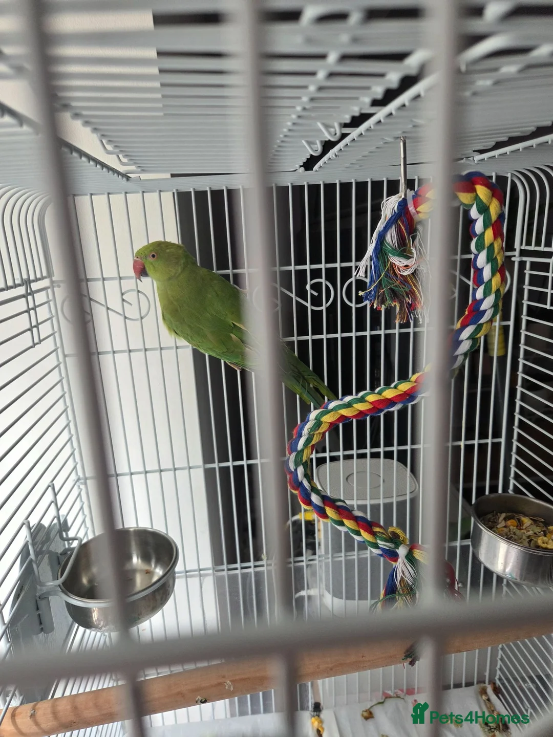 Ringnecks birds for sale: Female ringneck in Saint Helens - Advert 1