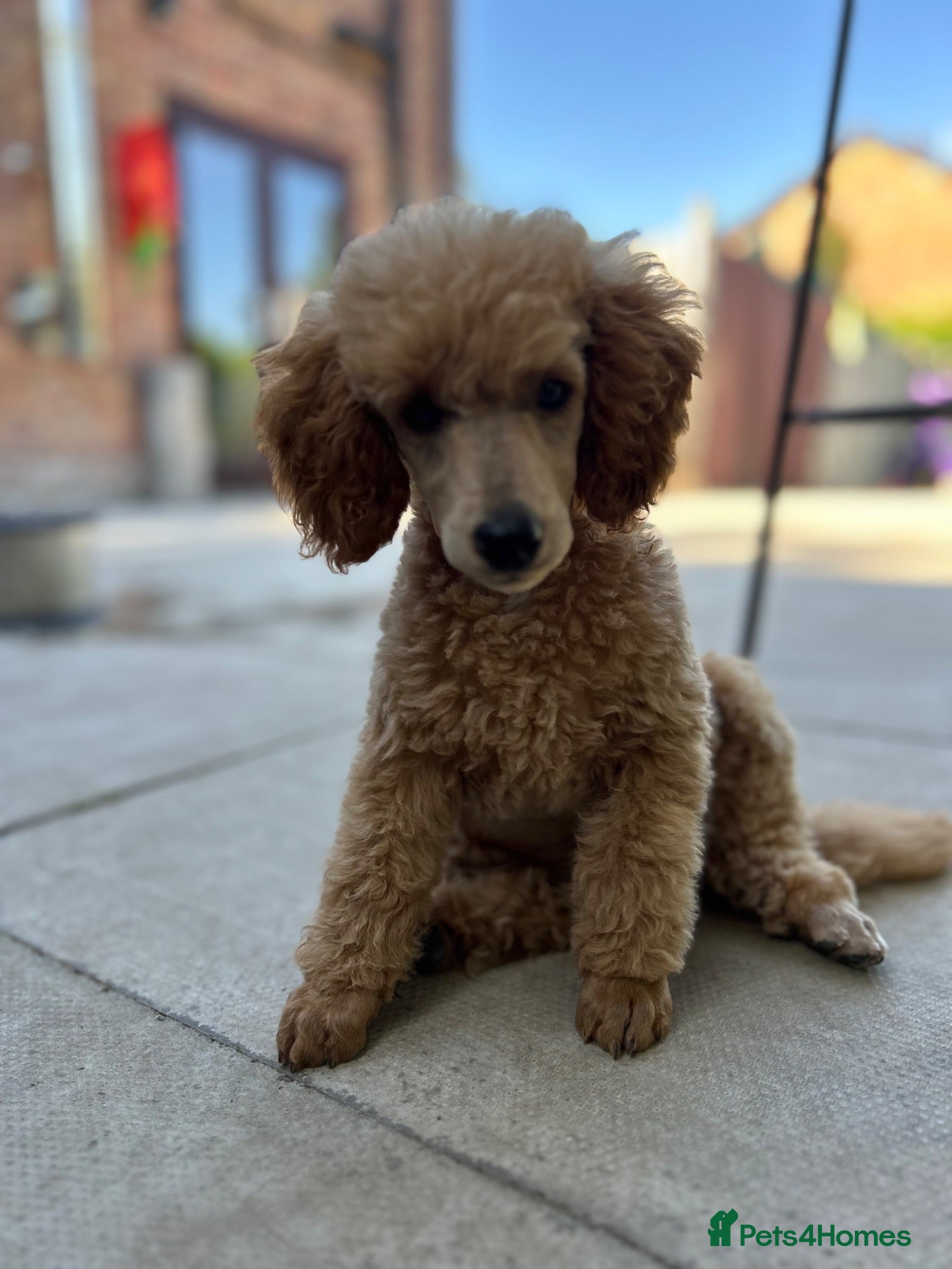 Miniature Poodle dogs KC registered miniature poodles  - Advert 1
