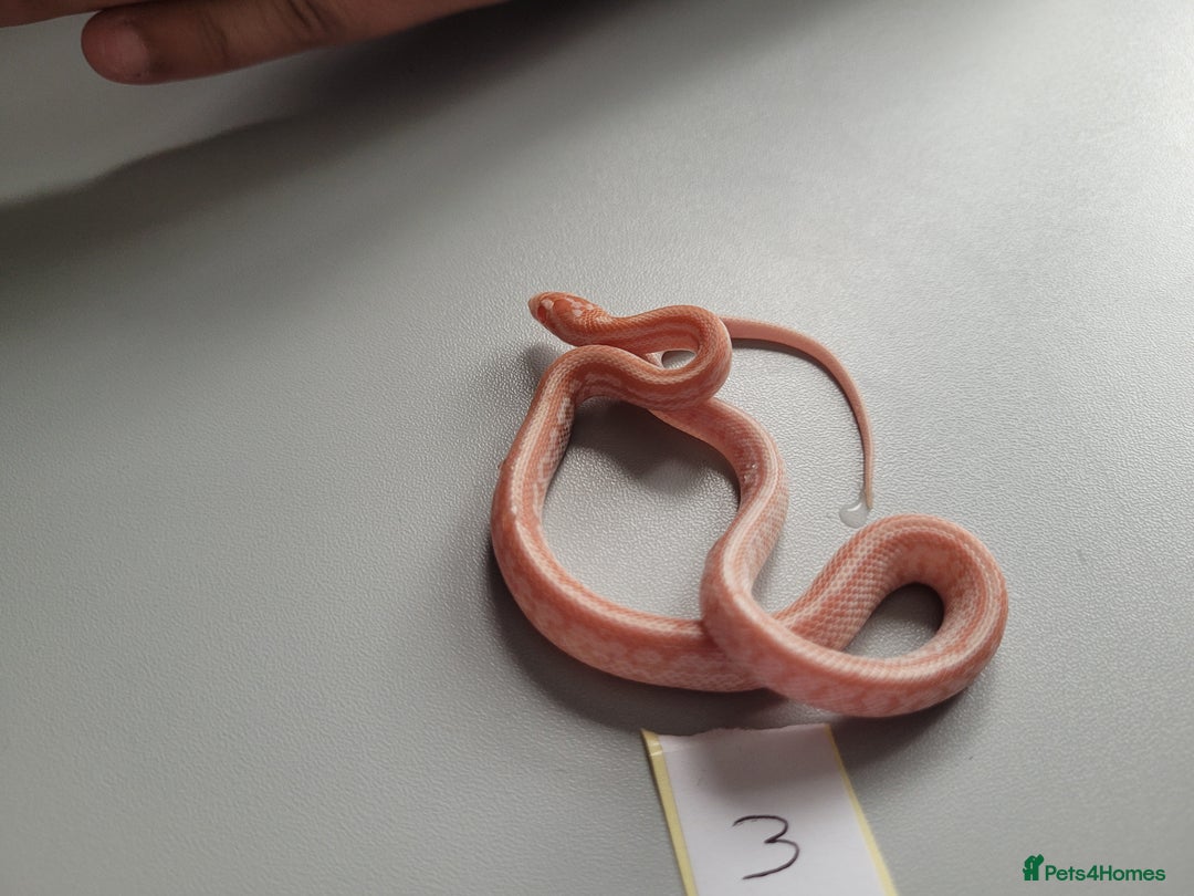 Corn Snake reptiles for sale: 6 week old baby corn snakes - Image 23