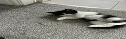 British Shorthair cats for sale: British shorthair cross Domestic longhair kittens  - Advert 6
