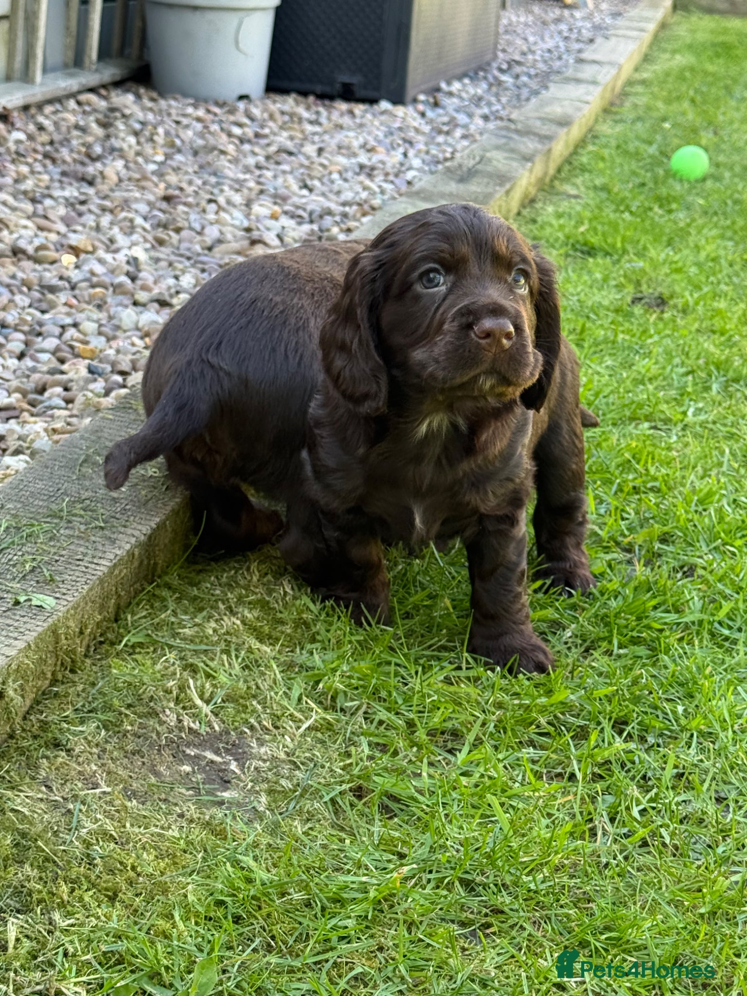 Cocker Spaniel dogs Cocker spaniel puppies health tested  - Advert 2