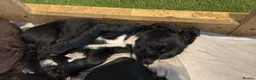 Cocker Spaniel dogs for sale: Cocker Spaniels puppies READY NOW - Advert 4