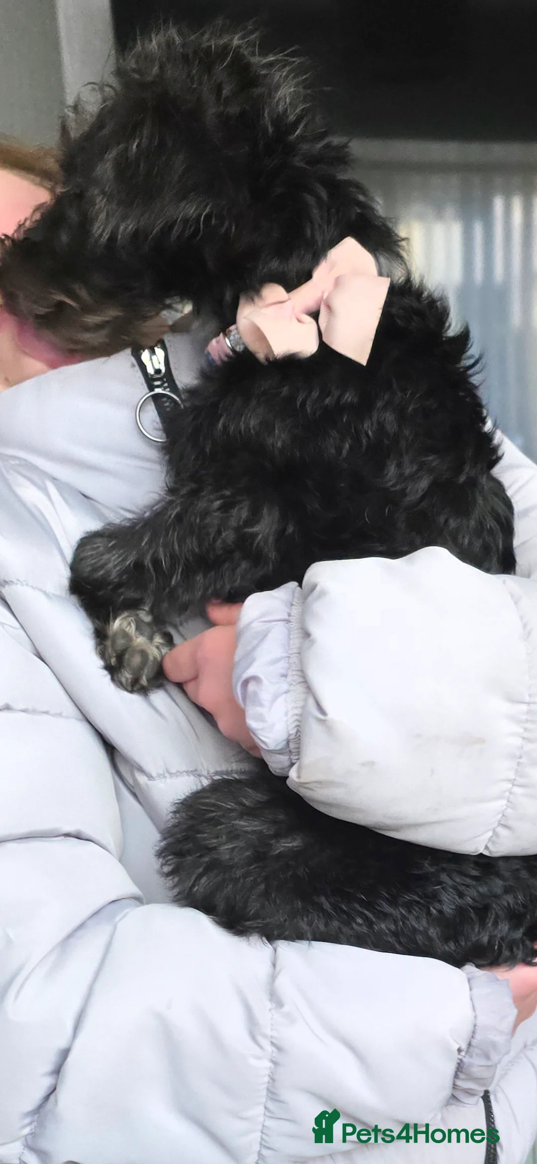 Mixed Breed dogs for sale: Winnie 8 months old in Holywood - Advert 2