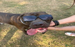 Mixed Breed dogs for sale: Sully (1 year old cane corso cross) - Image 8