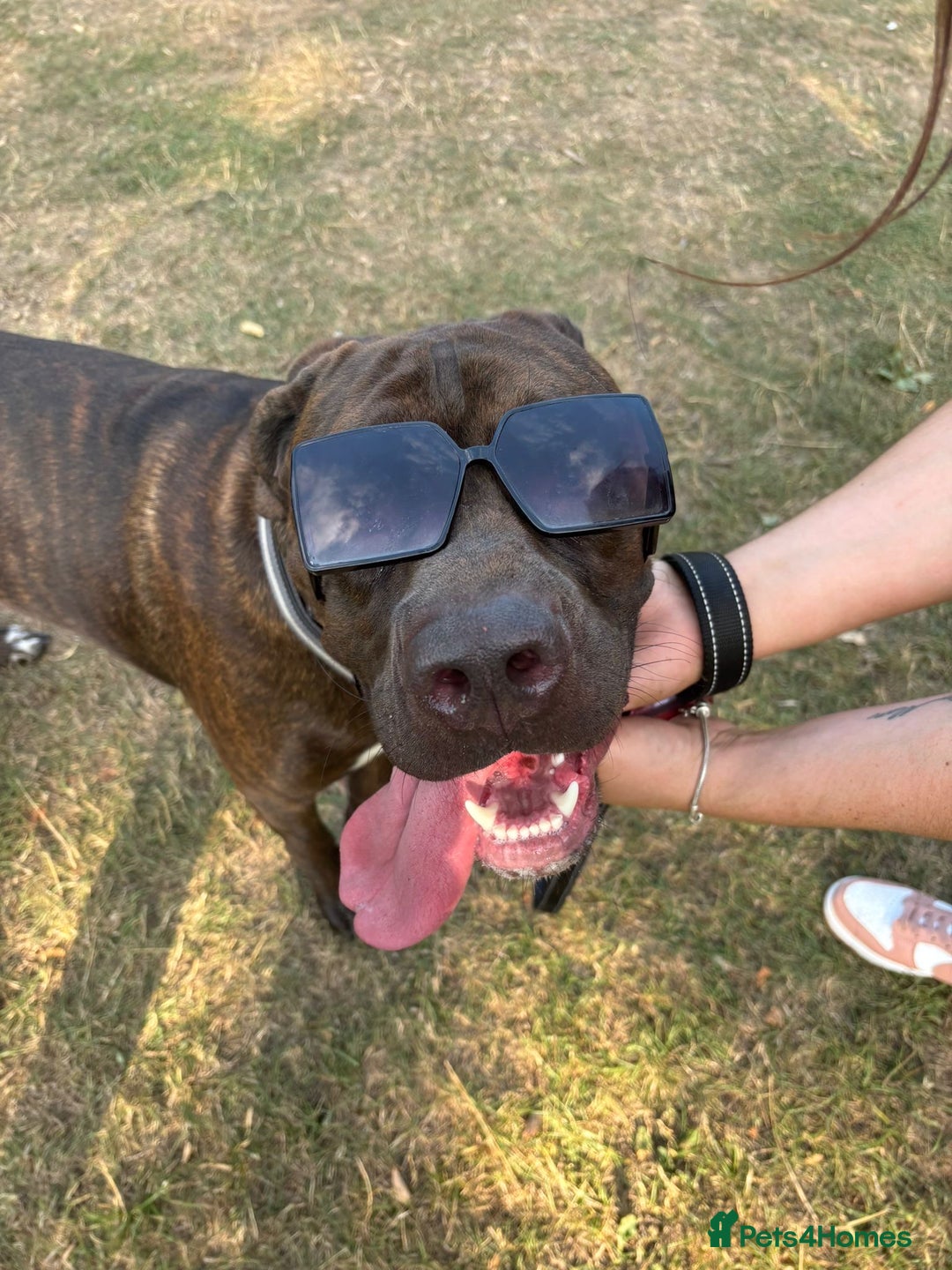 Mixed Breed dogs for sale: Sully (1 year old cane corso cross) - Image 8