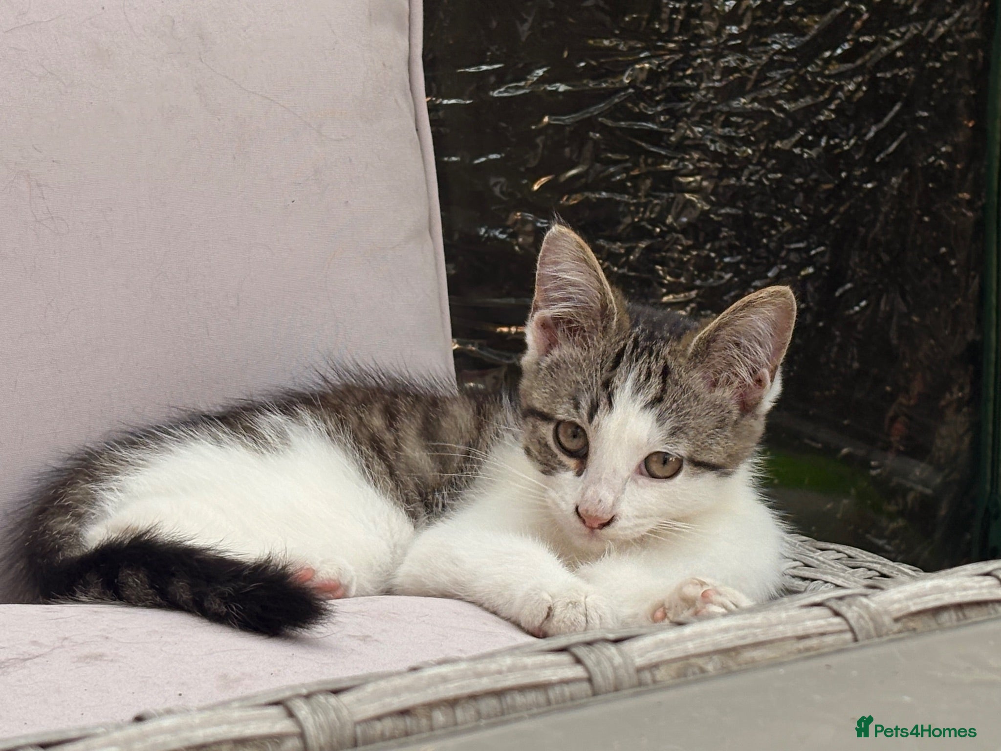 Maine Coon cats Maine coon cross kitten - Advert 2