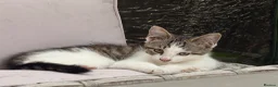 Maine Coon cats for sale: Maine coon cross kitten - Advert 1