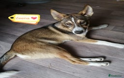 Mixed Breed dogs for adoption: 💖🐶 ZEENA 🐶💖 - Image 7