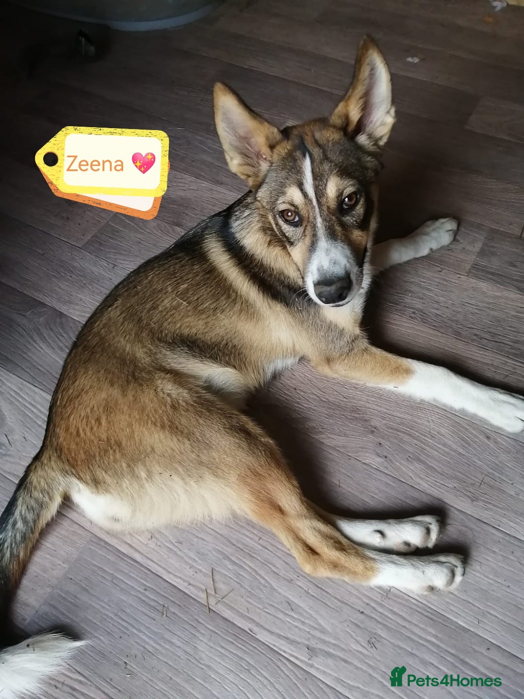 Mixed Breed dogs for adoption: 💖🐶 ZEENA 🐶💖 - Image 7