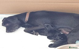 Mixed Breed dogs for sale: 1 pup available  - Image 11