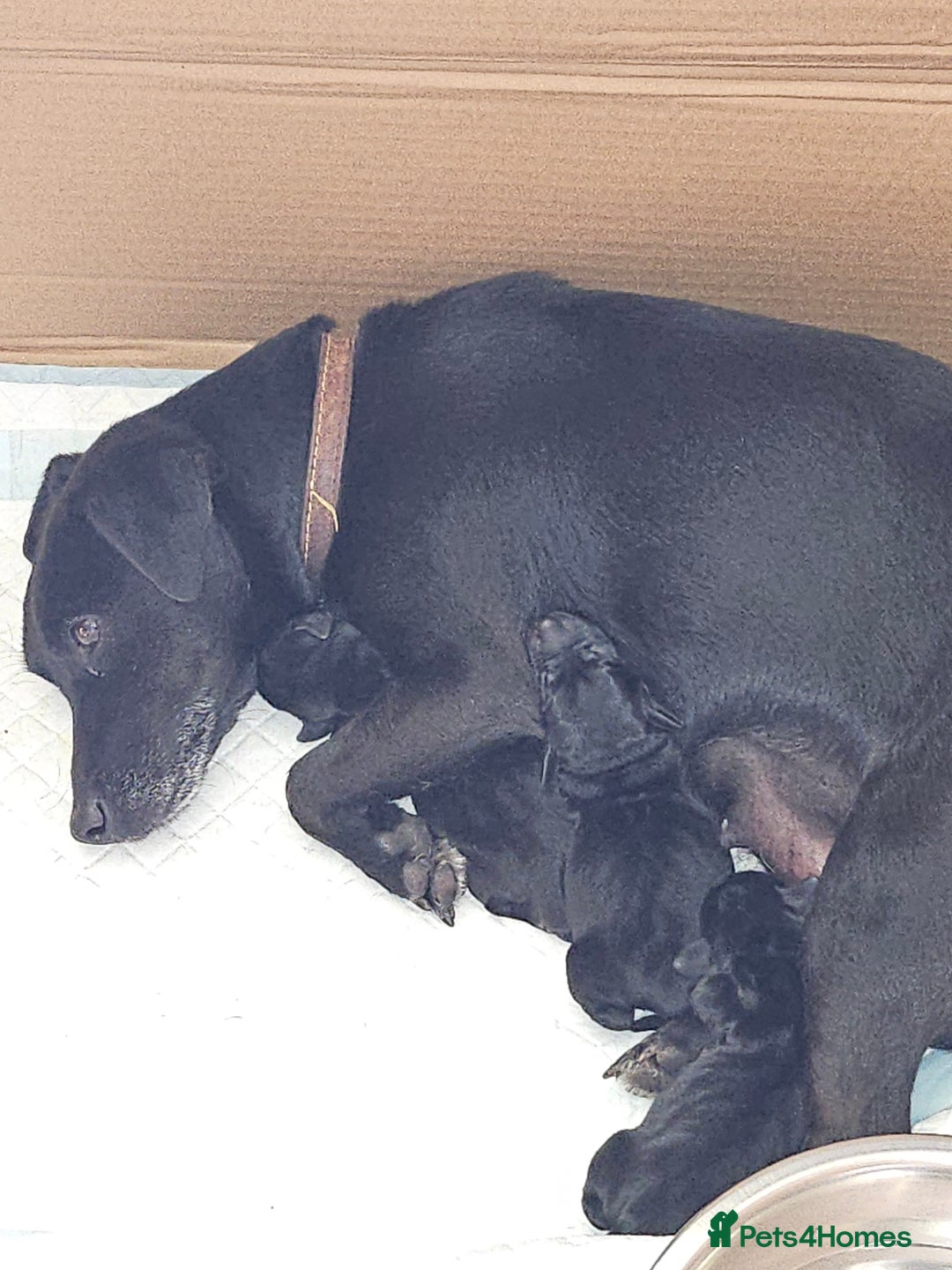Mixed Breed dogs for sale: 1 pup available  - Image 11