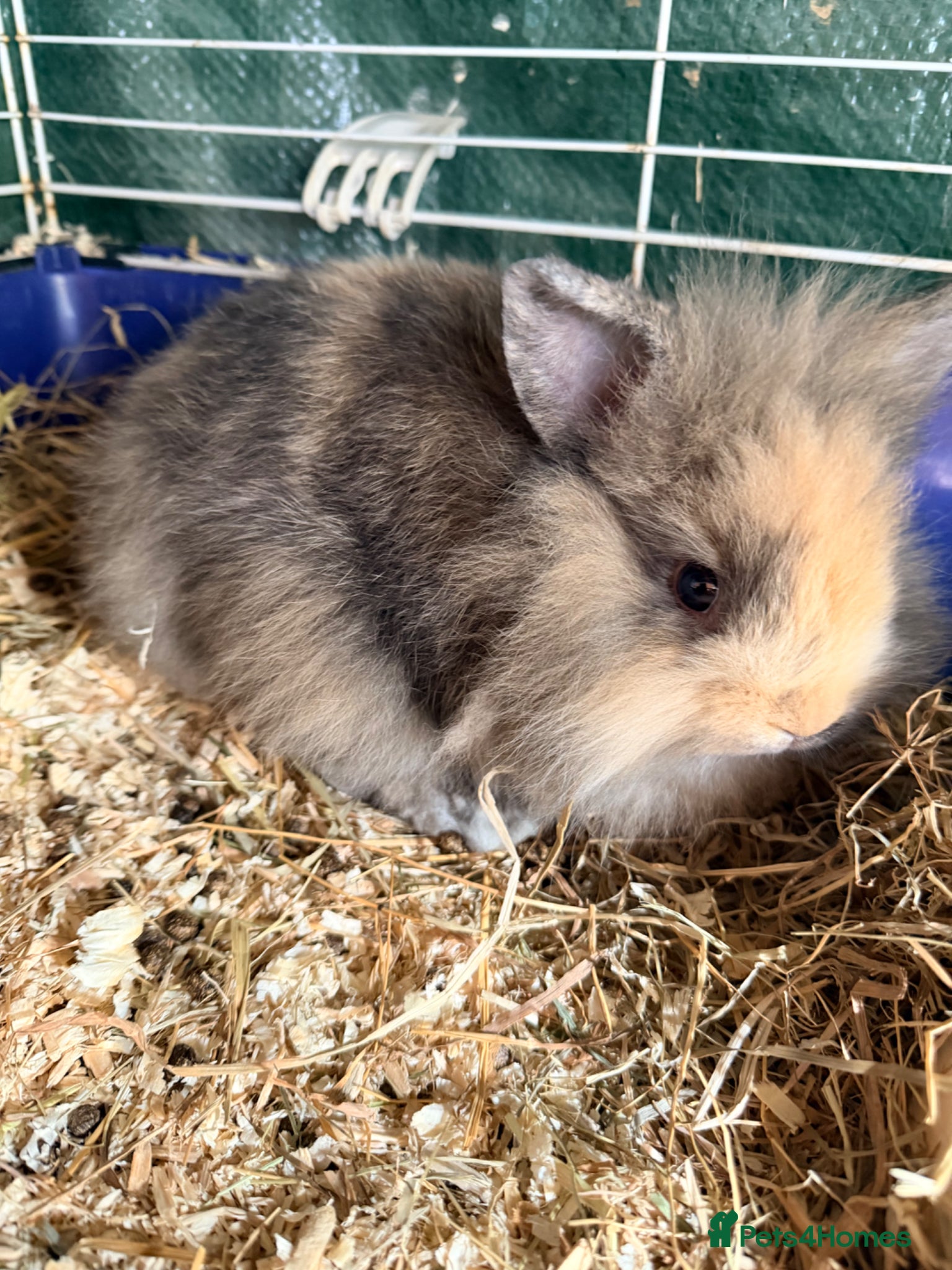 Lionhead rabbits Double maned lionhead  - Advert 1
