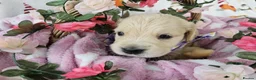Golden Retriever dogs for sale: Beautiful KC Reg Golden Retriever Puppies - Advert 14