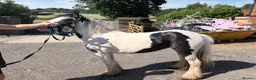 Irish Cob horses for sale: 11 hands 1 driving mare  - Advert 3