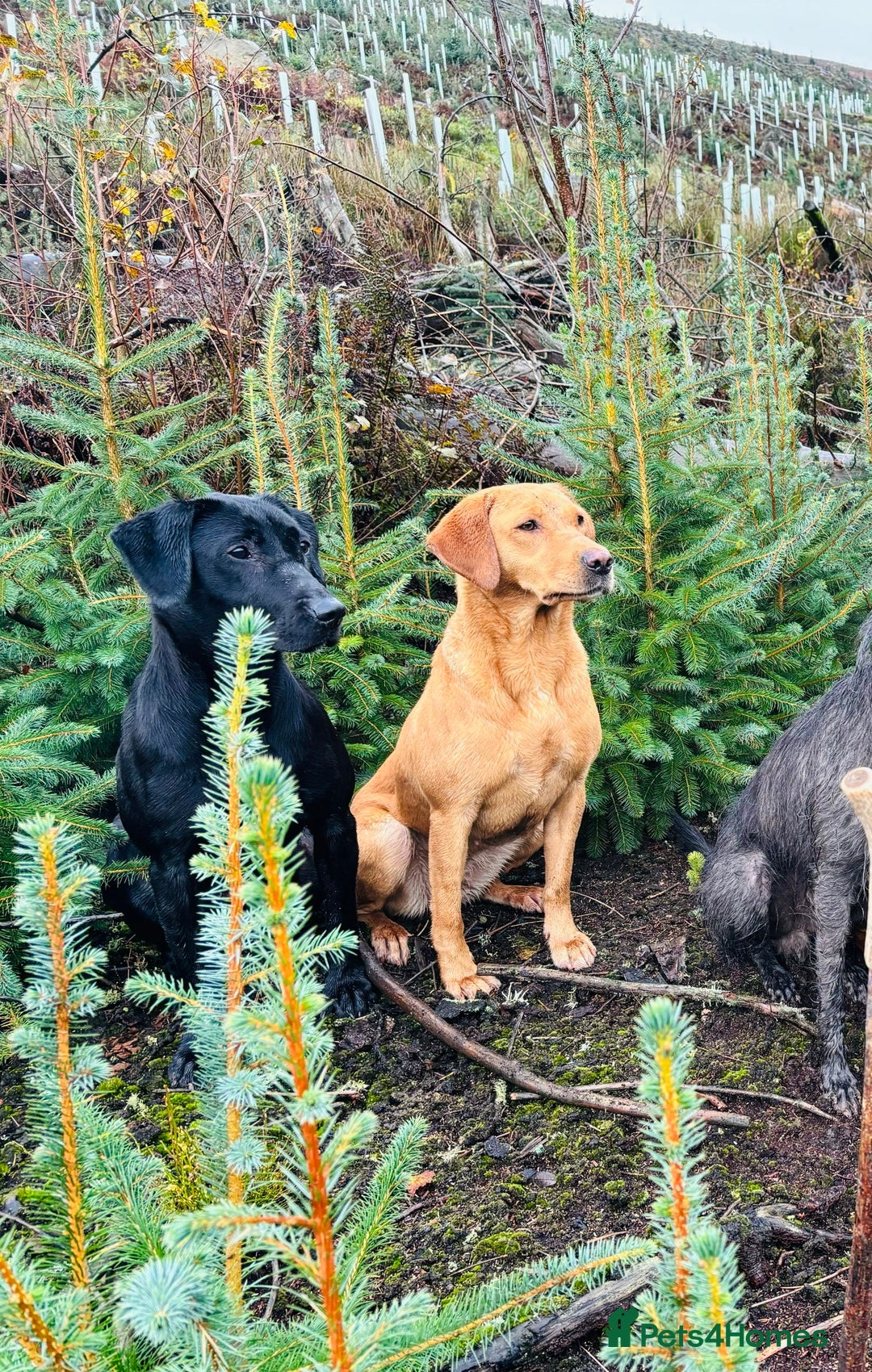 Labrador Retriever dogs for sale: Ready this weekend! Gorgeous KC reg yellow Lab F - Advert 7