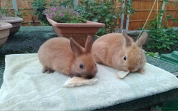Netherland Dwarf rabbits for sale: Pretty Netherland Dwarf Baby Rabbits 10 wks old - Image 3