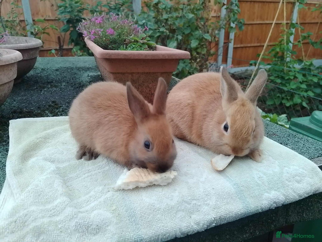 Netherland Dwarf rabbits for sale: Pretty Netherland Dwarf Baby Rabbits 10 wks old - Image 3