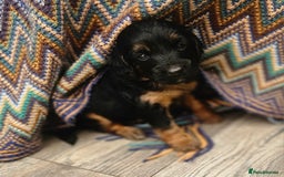 Cockapoo dogs for sale: The best cockapoos - Image 2