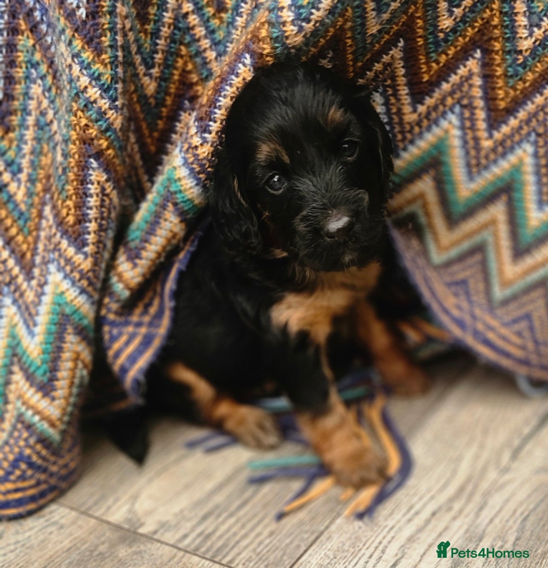 Cockapoo dogs for sale: The best cockapoos - Image 2