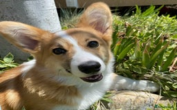 Welsh Corgi Pembroke dogs for sale: Male Welsh Corgi Pembroke Puppy - Image 4