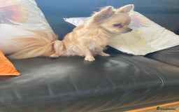 Chihuahua dogs for sale: Chihuahua - Image 4