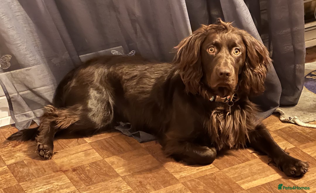 Cocker Spaniel dogs for stud: Gorgeous Chocolate Cocker for stud in Chichester - Image 2