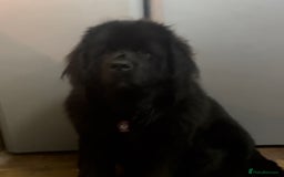 Newfoundland dogs for sale: KC registered Newfoundland Puppies. Health tested - Image 24