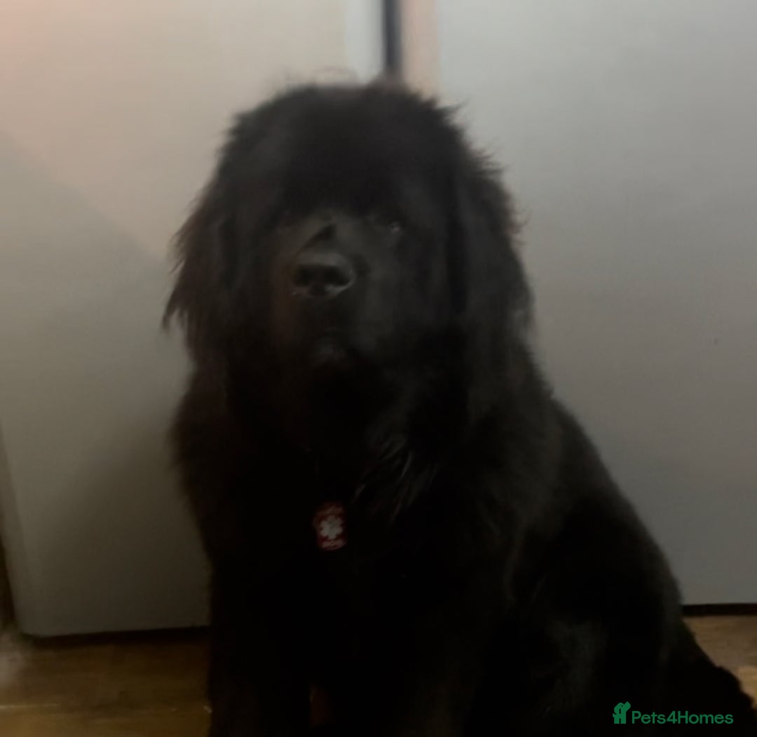 Newfoundland dogs for sale: KC registered Newfoundland Puppies. Health tested - Image 24