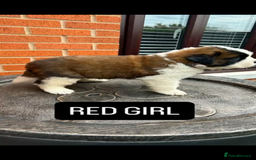 Saint Bernard dogs for sale: Stunning kc Saint Bernard puppies  - Image 5