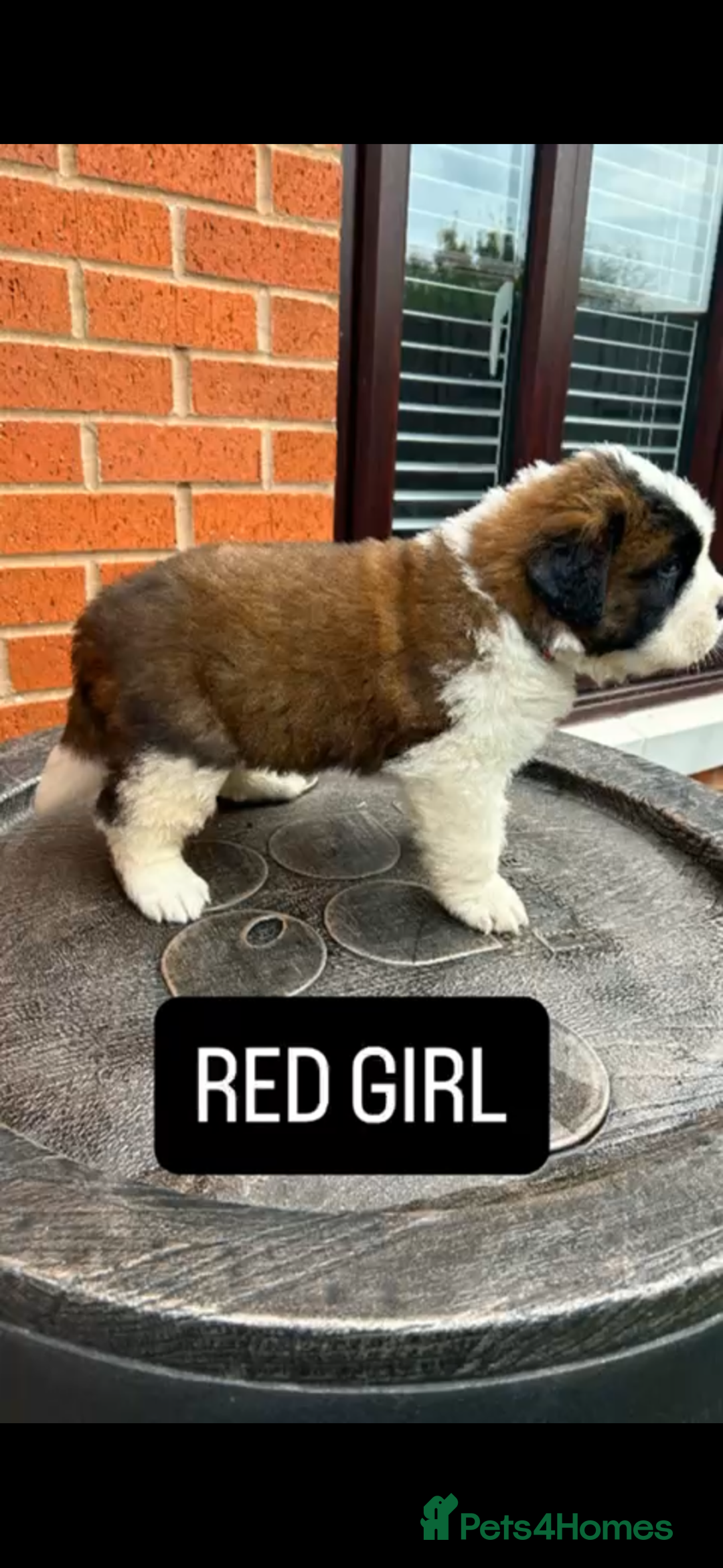 Saint Bernard dogs for sale: Stunning kc Saint Bernard puppies  - Image 5