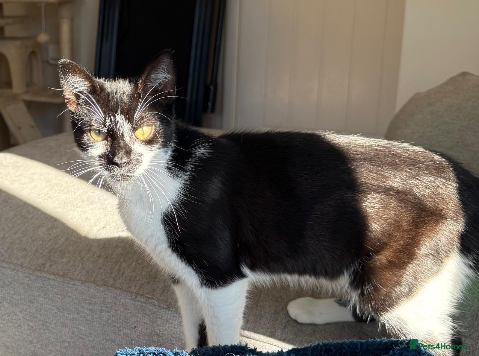 Mixed Breed cats Female kitten for sale - Advert 2