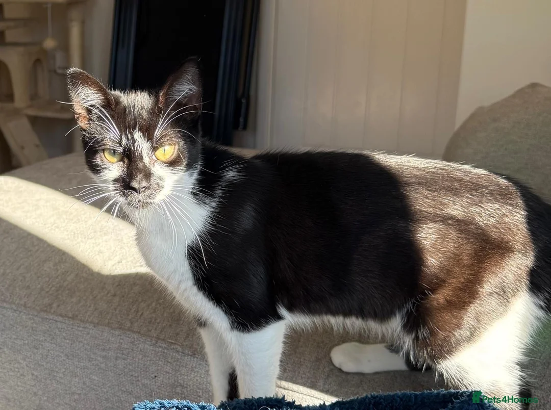 Mixed Breed cats for sale: Female kitten for sale - Advert 1