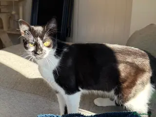 Mixed Breed cats Female kitten for sale - Advert 2