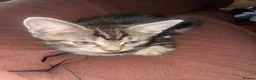 Mixed Breed cats for sale: Female kittens for sale  - Advert 2
