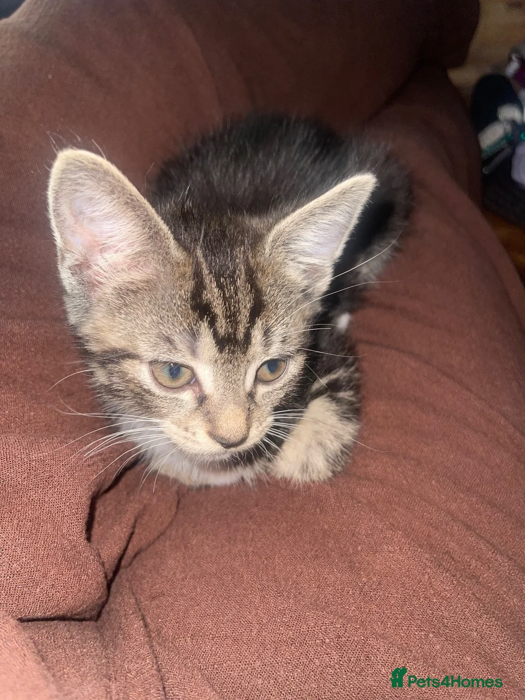 Mixed Breed cats for sale: Female kittens for sale  - Advert 2