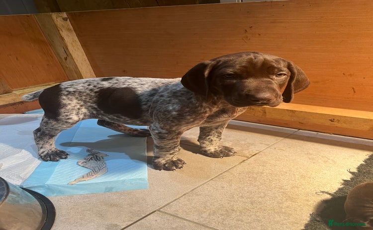 German Shorthaired Pointer dogs GSP bitch pup for sale - Advert 11