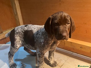 German Shorthaired Pointer dogs GSP bitch pup for sale - Advert 2