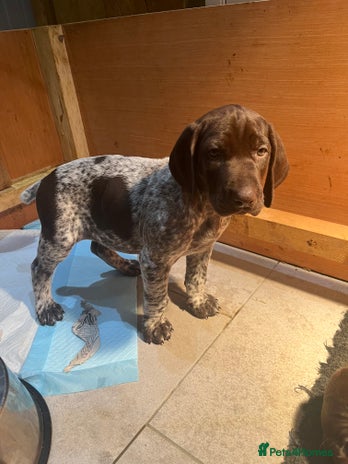 German Shorthaired Pointer dogs GSP bitch pup for sale - Advert 11