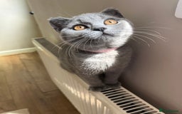 British Shorthair cats for sale: GCCF Blue British Shorthair girl available 🇬🇧 in Birmingham - Image 6