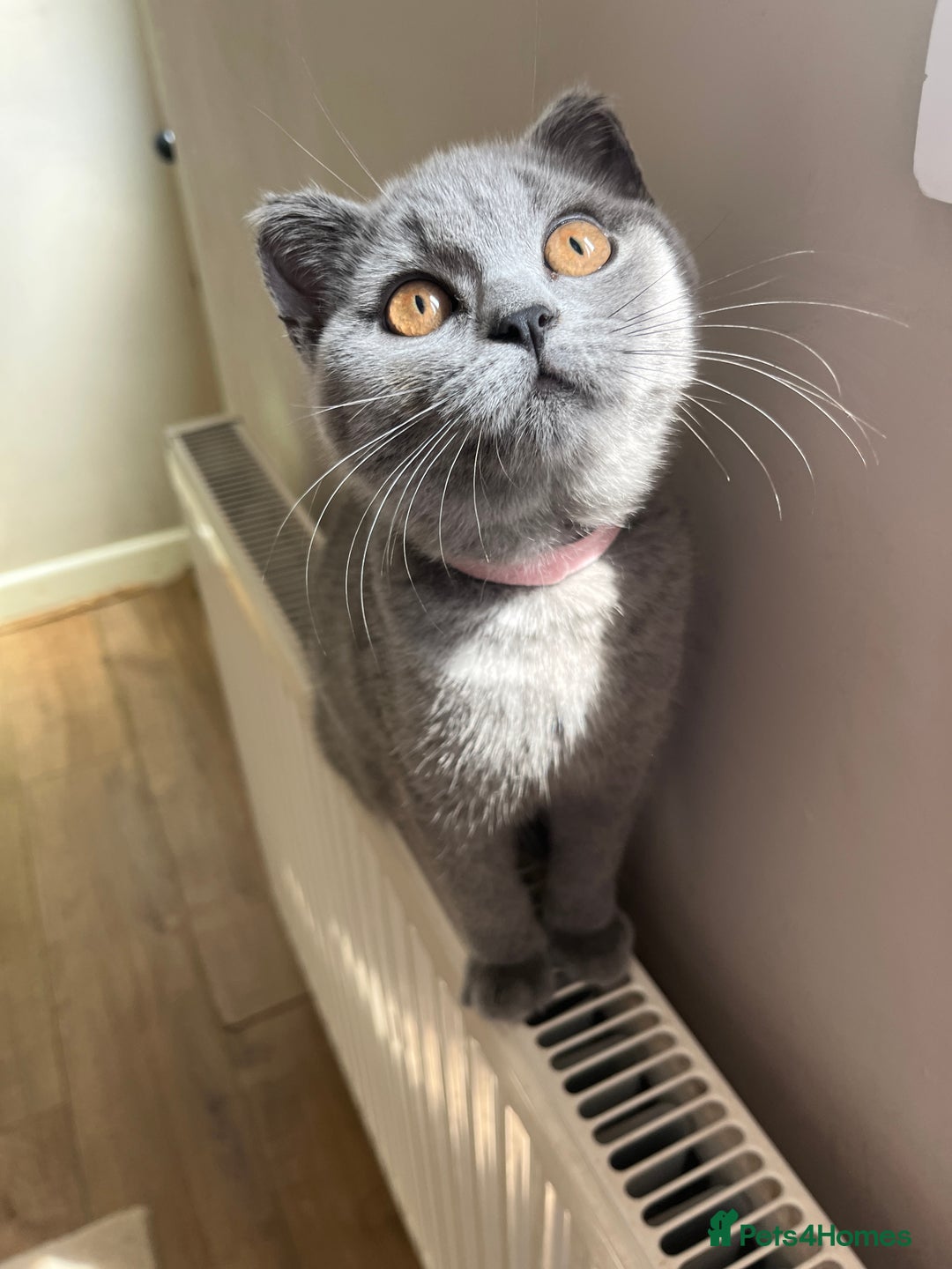 British Shorthair cats for sale: GCCF Blue British Shorthair girl available 🇬🇧 in Birmingham - Image 6