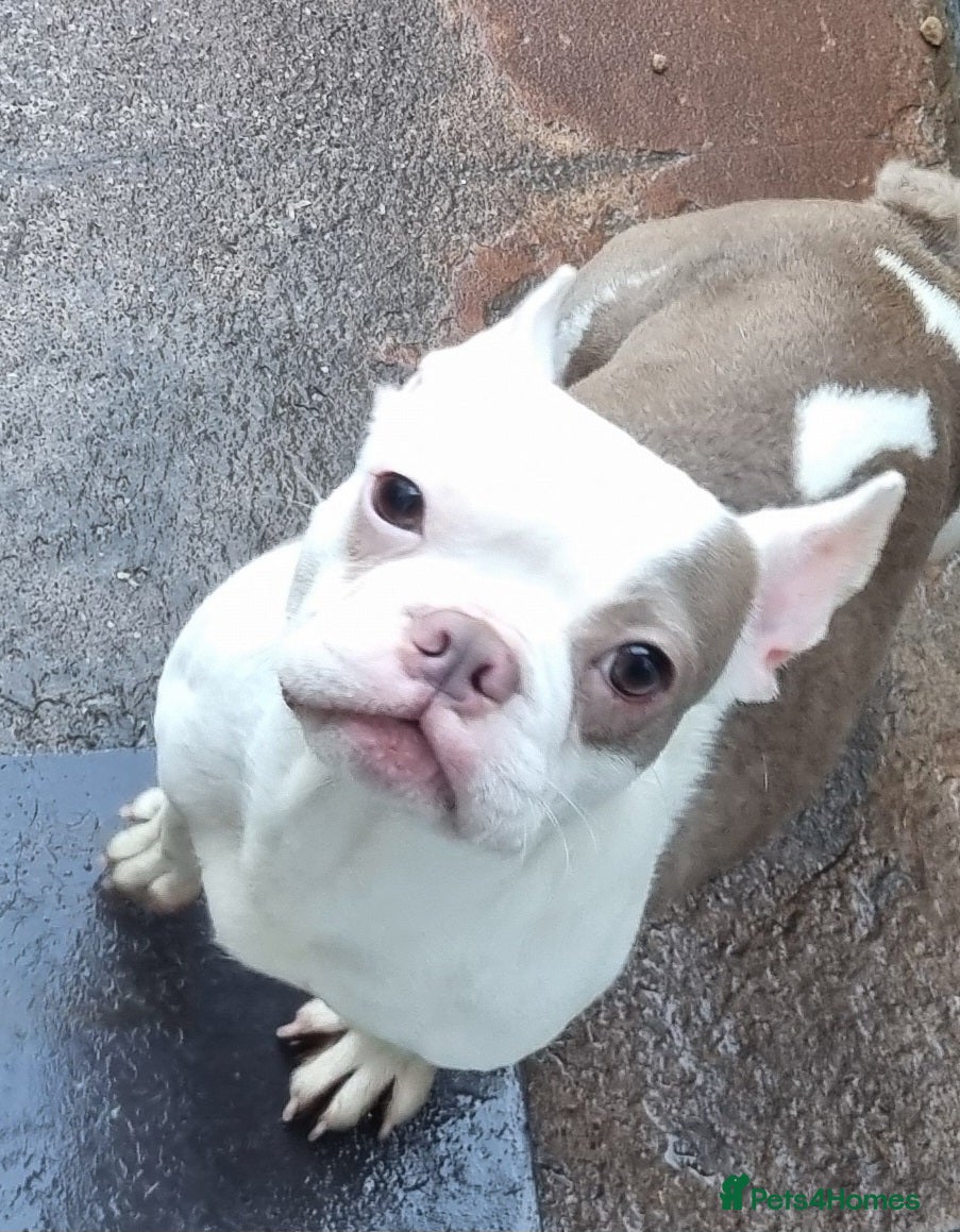 Boston Terrier dogs Retired Mommy Boston Terrier - Advert 8