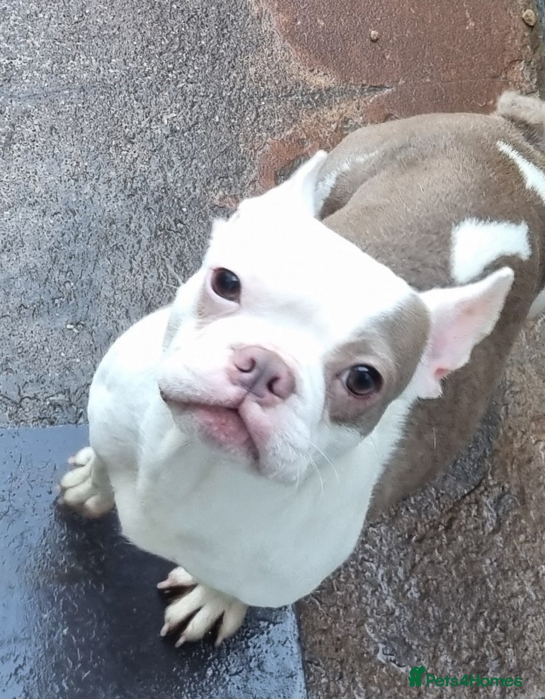 Boston Terrier dogs for sale: Retired Mommy Boston Terrier - Advert 1