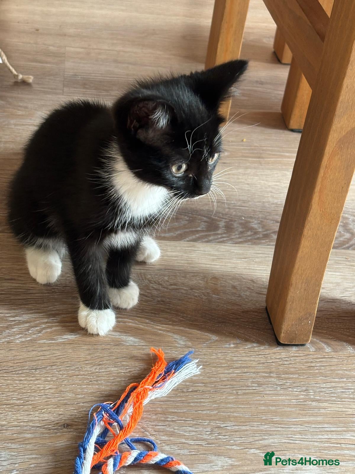 Domestic Shorthair cats Rescue kittens. Fully vaccinated and microchipped - Advert 2
