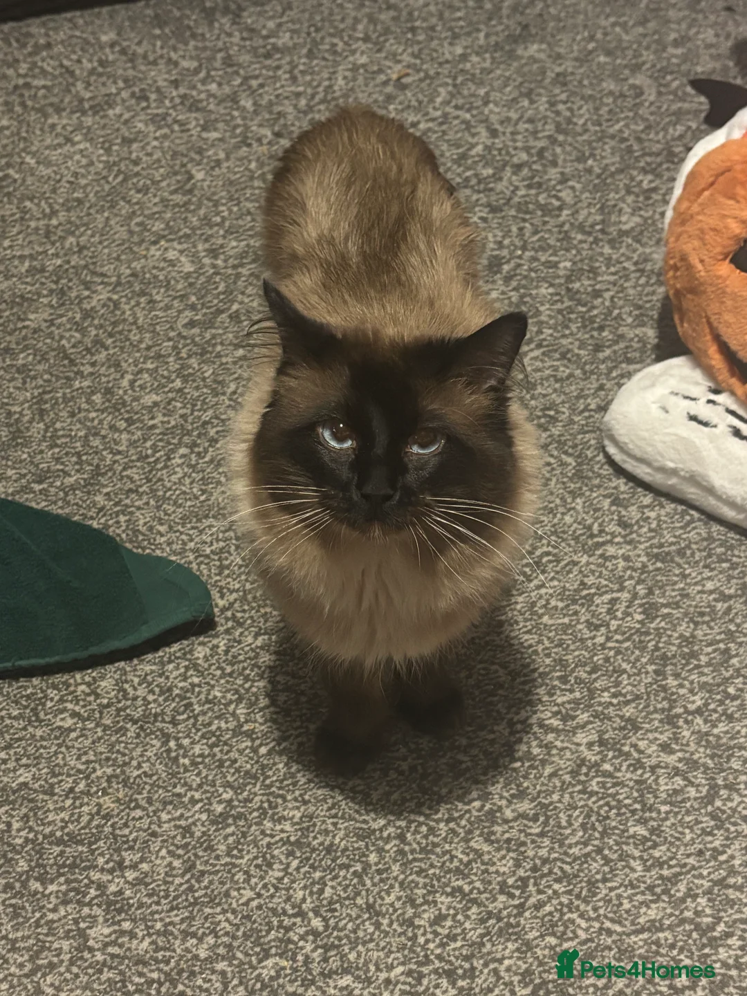 Ragdoll cats for sale: Male ragdoll cat  - Advert 5