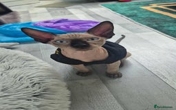 Sphynx cats for sale: Sphynx  - Image 6