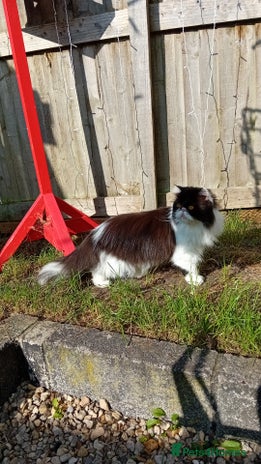 Persian cats - Advert 1