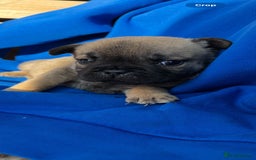 Mixed Breed dogs for sale: REDUCED!!! REDUCED!!! French bulldog boys - Image 2