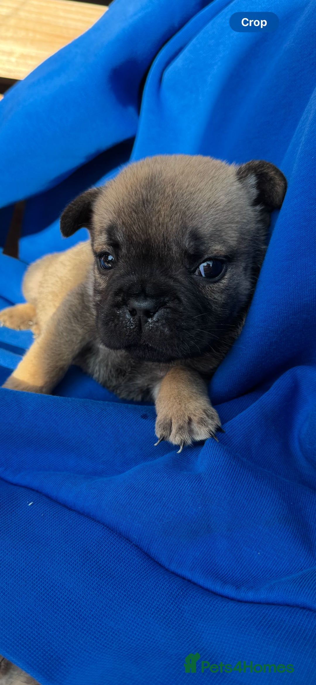 Mixed Breed dogs for sale: REDUCED!!! REDUCED!!! French bulldog boys - Image 2