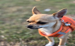 Chihuahua dogs for sale: Chihuahua - Advert 2